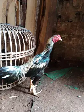 Ayam Bangkok Muda