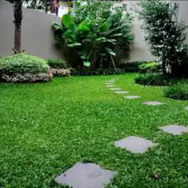 rumput gajah mini, rumput mini