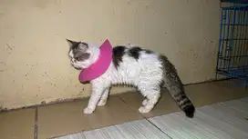 Kucing exo / exotic murah