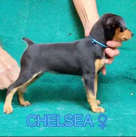 Jual Mini Pinscher Pincher Betina