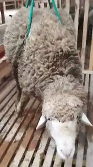 domba merino kiloan jantan 50-80kiloan cukup umur siap kurban 2025 top