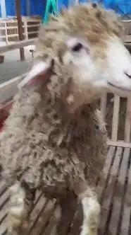 domba merino jantan 1 tahunan 50-80kiloan siap qurban 2025 jamin puas
