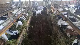 jual kambing aqiqah