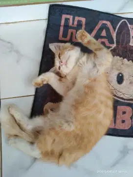 Sedang mencari pekerjaan