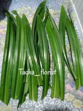 Daun pandan segar