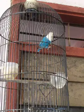 Dijual burung lovebird,dark blue fc..ngekek