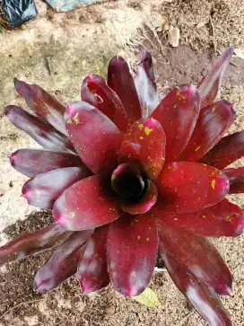 Pohon bromelia mawar ukuran medium