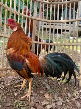 AYAM JAGO LOK DEPOK