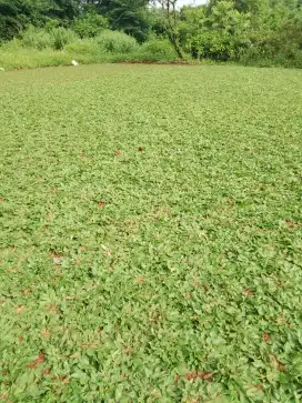 rumput gajah mini