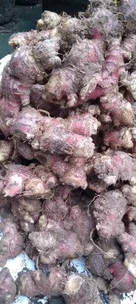 Jahe merah segar