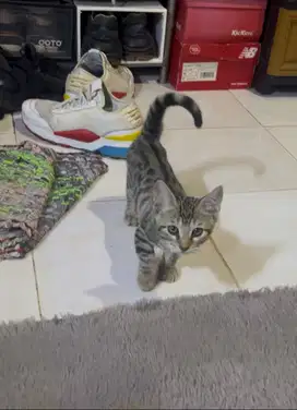 Munchkin Genetta Jantan