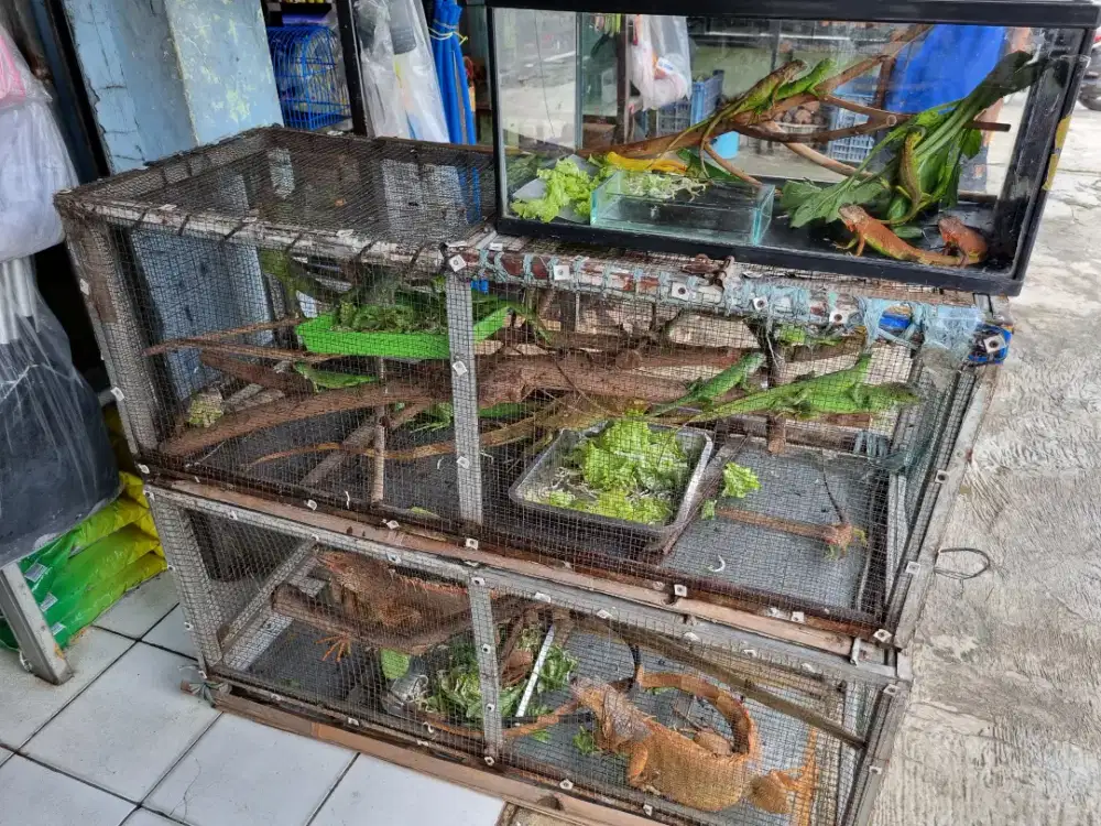 Iguanan Green dan Red