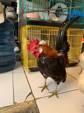 Ayam Kate Serama Tema