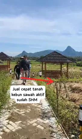 Jual cepat tanah kebun sawah aktif sudah SHM pinggir jalan raya