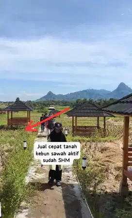 Jual cepat tanah kebun sawah aktif sudah SHM pinggir jalan raya