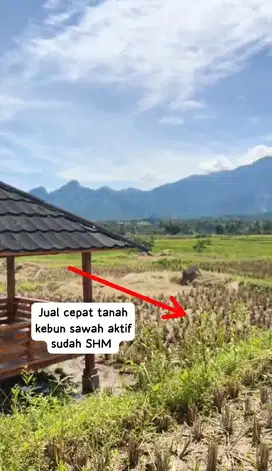 Jual cepat tanah kebun sawah aktif sudah SHM pinggir jalan raya