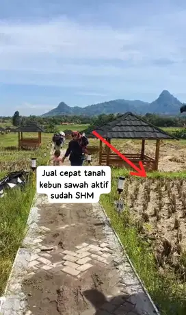 Jual cepat tanah kebun sawah aktif sudah SHM pinggir jalan raya