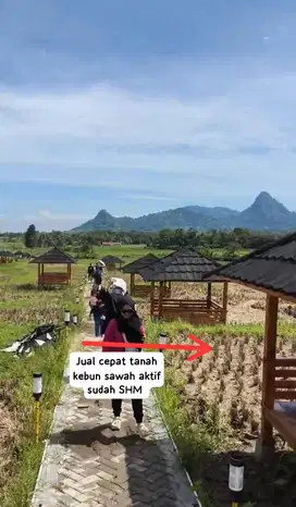 Jual cepat tanah kebun sawah aktif sudah SHM pinggir jalan raya