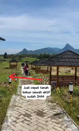 Jual cepat tanah kebun sawah aktif sudah SHM pinggir jalan raya