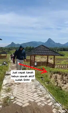 Jual cepat tanah kebun sawah aktif sudah SHM pinggir jalan raya