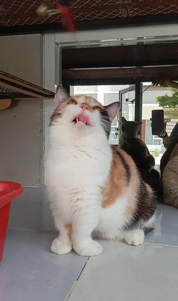 Kucing munchin BSH
