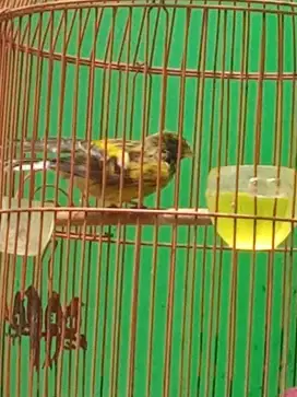 Kenari bon af big body ijo burja