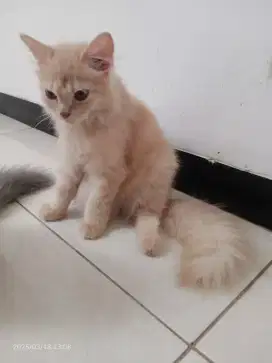 Kucing Persia Jantan umur 3bln, Gimbul Flatnose, Sehat Lucu Penurut