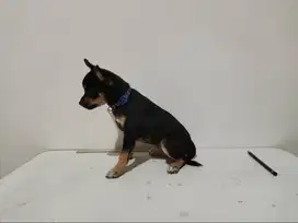 Chihuahua Betina