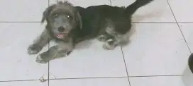 Anjing schnauzer betina usia 8 bln