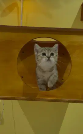 Kucing British Shorthair Golden Tabby