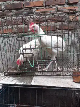 Ayam ketawa durasi