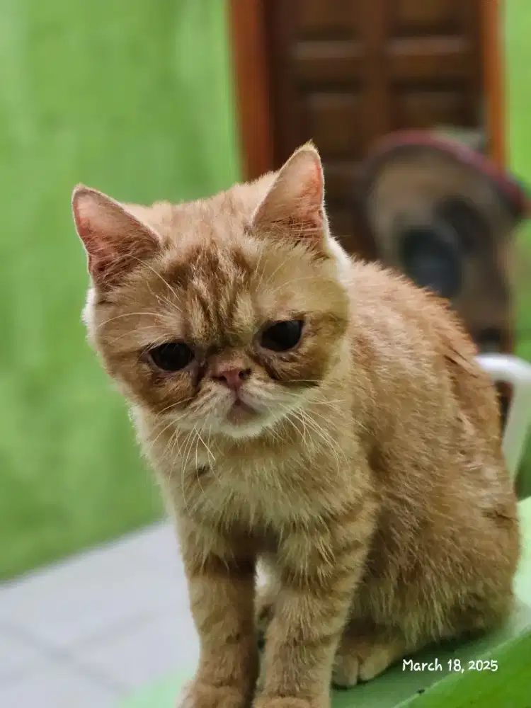 KITTEN EXOTIC SHORTHAIR