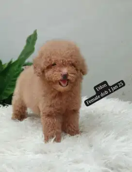 Toy poodle siap adopsi