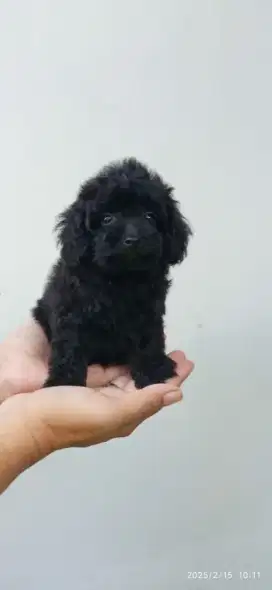 Toy poodle Super black