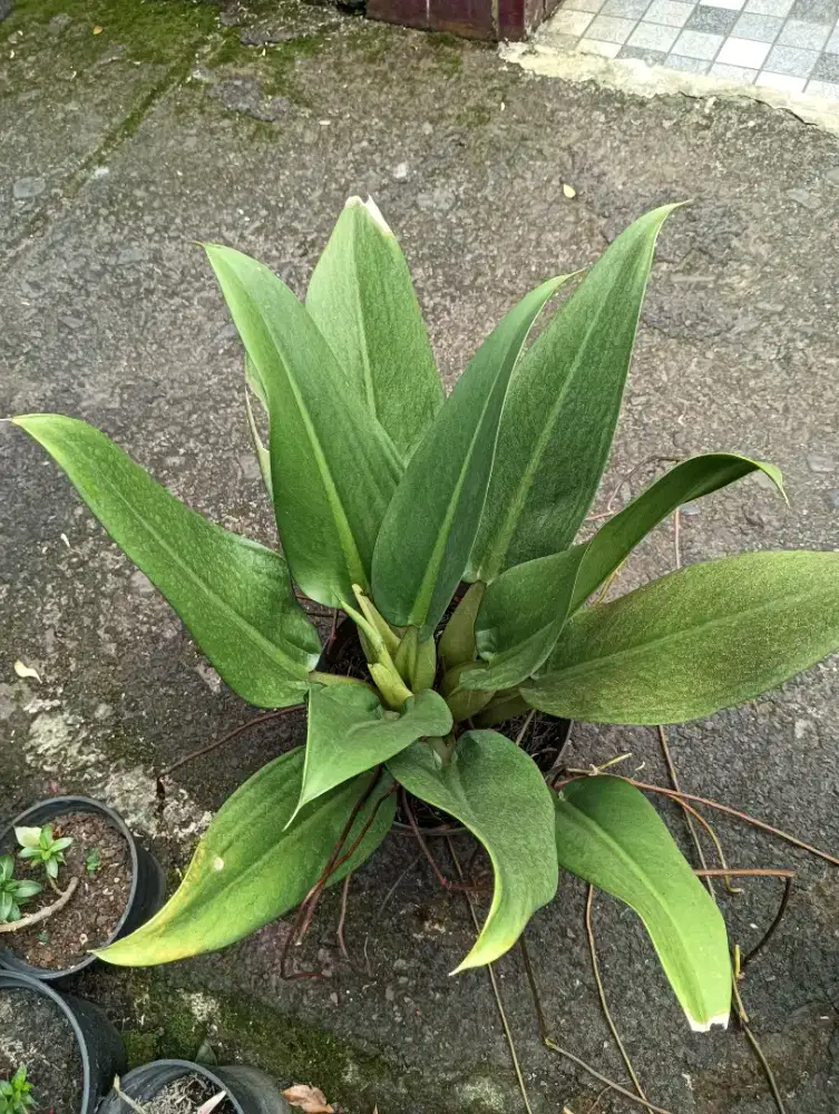 Philo eceng Philo katak