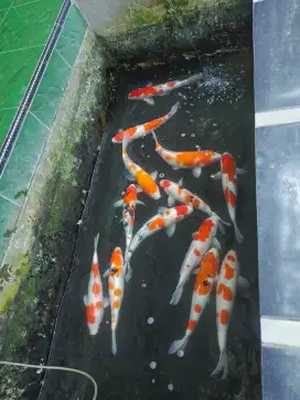 Jual ikan koi besar2 size-+35-40 cm