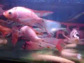 Ikan nila merah sleyer kumpay 3jarian