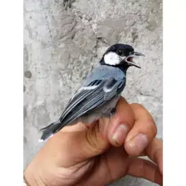 Glatik batu ngevor