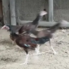 Di jual borongan 5 ekor anak ayam kampung siapan