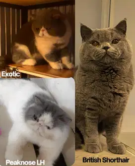 Pacak Kucing Bergaransi