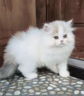 Kucing kitten Persia calico betina 3 bulan