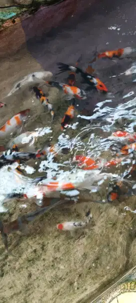 Ikan koi blitar warna terang mantab