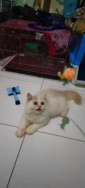 Flatnose jantan 3 bulan aktif no minus