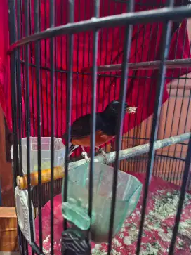 Murai batu medan pastol bnr sertivikat