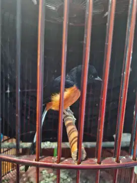 Murai batu dewasa gacoran seri f