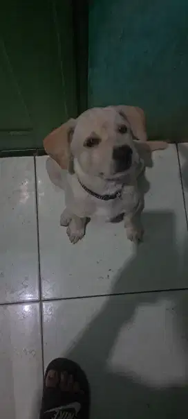 Anak anjing betina umur 2½ bulan