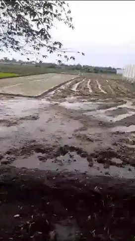 Lahan industri  3 HA harga 550 ribu permeter di Kesamben,  Jombang