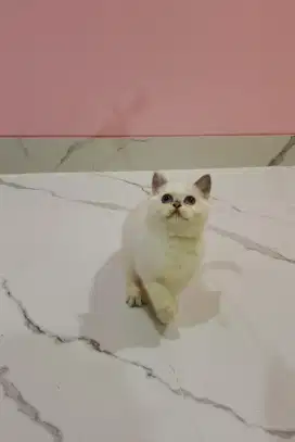 British shorthair female