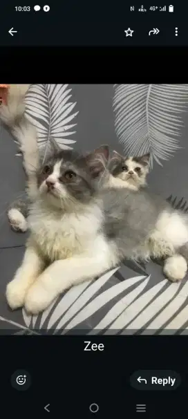 Anak Kucing Persia Himalaya