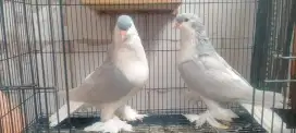 Merpati hias lahore
